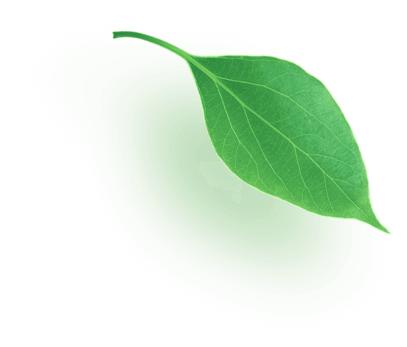 leaf1